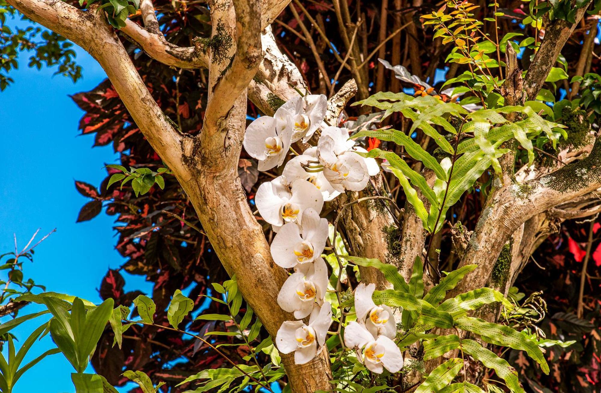 Pousada Recanto Da Villa Ilhabela Exterior foto